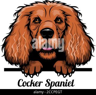 Cocker Spaniel - Color Peeking Dogs - breed face head isolated on white Stock Vector