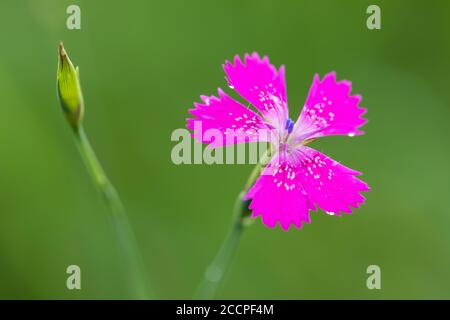 macro of beautiful small pink flower Dianthus Maiden Pink ( Dianthus Deltoides) Stock Photo
