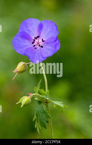 Close-up image of the beautiful summer flowering perennial purple Geranium pratense flower, the meadow cranes-bill or meadow geranium Stock Photo