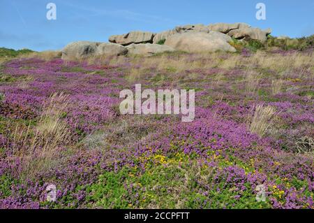 Heather and rock on the pink granite coast in Brittany Stock Photo