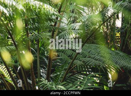 Bio diverse plants in the greenhouse of a lush rainforest botanical garden. Stock Photo