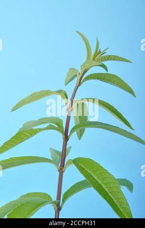 Lemon verbena on a blue background Stock Photo