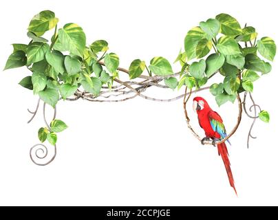 Ara parrot sits on a liane among tropical leaves. Frame with liana branches and Scarlet Macaw. Exotical border with plants of jungle and Ara macao. Co Stock Photo