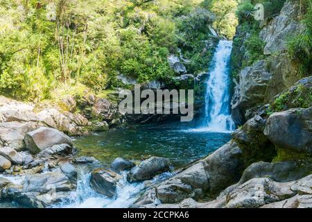 Roaring waterfall falls into pond in a temperate rainforest. Lush vegetation including ferns and tree ferns can be seen. Stock Photo