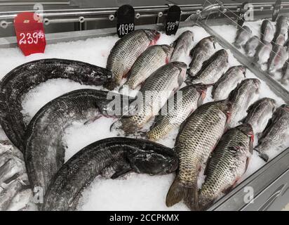 fresh catfish, carp, rainbow trout in fish market Stock Photo