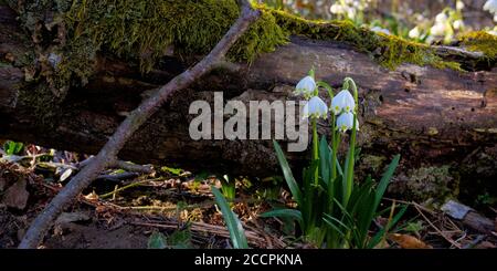 snowflake flower near the log. spring nature background in forest Stock Photo