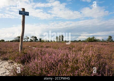 Blooming heats with a sign for forbidden entrance at Strabrechtse Heide, province Noord-Brabant in the Netherlands Stock Photo
