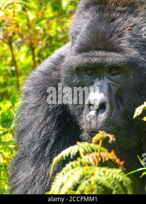 Close-up portrait of male gorilla, silverback, in the jungle. Angry sight. Bwindi Impenetrable Forest, Uganda Stock Photo
