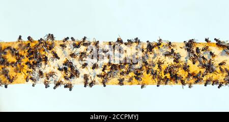 Sticky Flypaper Trap Flies Fly Killing Device Yellow Background Also Stock  Photo by ©crossdee 215756298