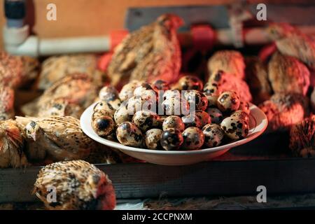 Quail eggs in a plate on the background of quails. Stock Photo