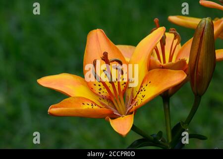 Asiatic Lily Bright Joy Lilium Bright Joy vibrant scented yellow marked orange flower bloom