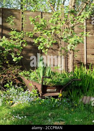 old rusty wheelbarrow with plants growing in it in a garden  Stock Photo