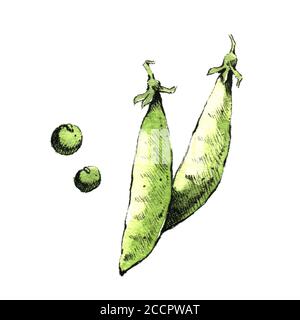 Hand-drawn watercolor image of pea pods. JPEG only Stock Photo