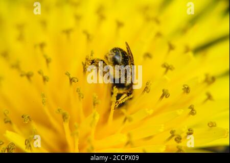 Honey bee covered with pollen looking down in flower.A bee drowned in the pollen of a flower in summer time. Many little orange pollen on its body Stock Photo