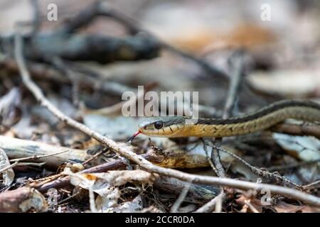Eastern Garter Snake crawling on forest floor leaflitter with tongue showing close up Stock Photo