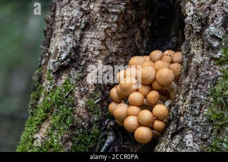 Mushrooms growing out of hollow tree along Mizzy Lake Trail Stock Photo