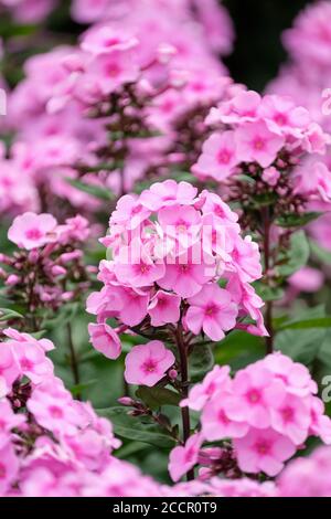 Pink blooms with dark pink eyes of Phlox paniculata 'Eva Cullum', perennial phlox 'Eva Cullum', Phlox 'Eva Cullum', Stock Photo
