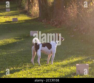 Jack Russell Terrier alert with ears pricked and looking at movement in late summer evening sunlight standing side view on green grass Stock Photo