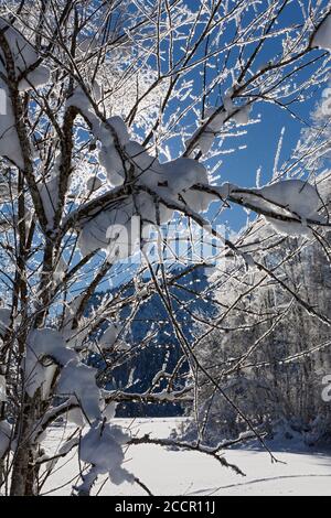 Baum, Zweige, verschneit, blauer Himmel Stock Photo