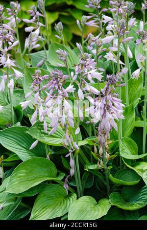 Hosta fortunei Hyacinthina. Hyacinthine Plantain Lily. Pale mauve flowers in mid-summer Stock Photo