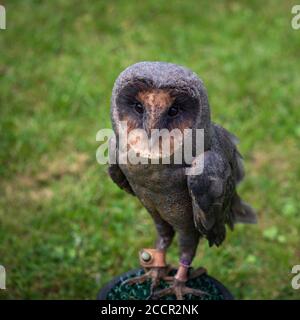 Rescued melanistic Barn owl. Tyto alba. Stock Photo