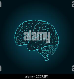 Schematic illustration of human brain on a dark blue background Stock Vector