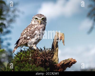 Little owl. Athene noctua. Stock Photo