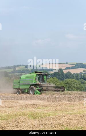 Deutz-Fahr 4065 combine harvester cutting 2020 UK wheat crop on hot summer day & filling air with dust. Tine reel and operator cab visible. UK wheat.