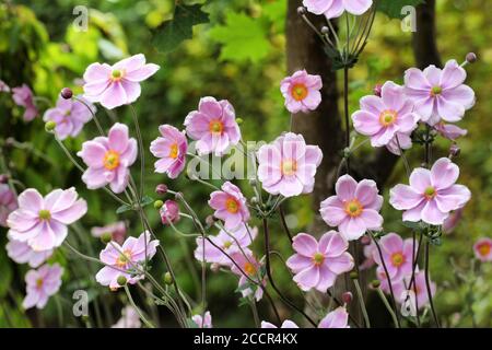 Anemone tomentosa ÔRobustissimaÕ, or Grapeleaf Anemone in flower during the autumn Stock Photo