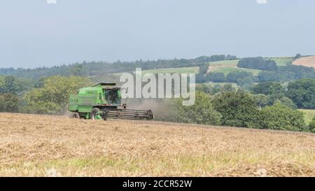 Deutz-Fahr 4065 combine harvester cutting 2020 UK wheat crop on hot summer day & filling air with dust. Tine reel and operator cab visible. UK wheat.