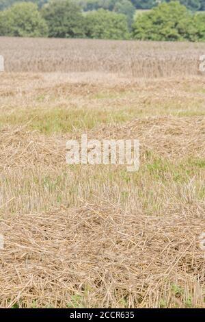 UK wheat field after being harvested. Uncut stalks behind and combine harvester wheat straw in rows at front. Represents field nutrient loss. Stock Photo