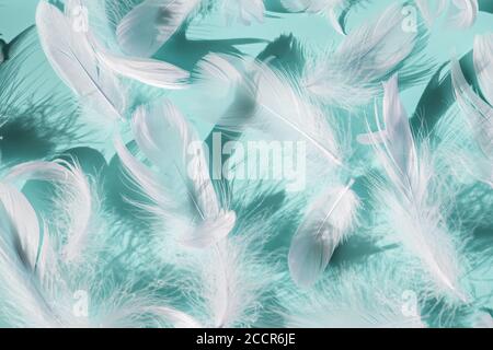 Group of white fluffy bird feathers on blue background. Stock Photo