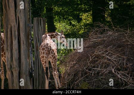 Closeup of a giraffe eating dried hay in Zoo Osnabruck Stock Photo