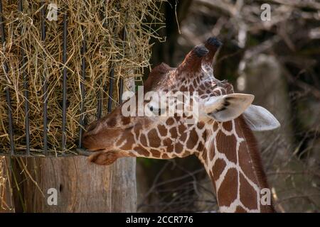 Closeup of a giraffe eating dried hay in Zoo Osnabruck Stock Photo