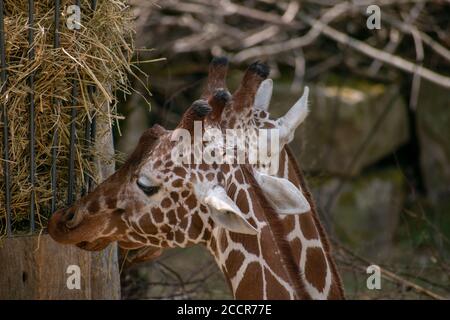 Closeup of a giraffe eating dried hay in Zoo Osnabruck Stock Photo