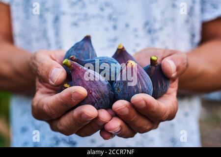 closeup of a young caucasian man outdoors with a handful of ripe figs in his hands, freshly collected on an organic orchard Stock Photo