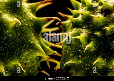 Seed cases of Aesculus hippocastanum, a large deciduous, synoecious tree, commonly known as horse-chestnut or conker tree. Stock Photo