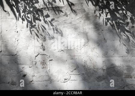 Gray stone wall with branches shadow pattern, abstract background photo texture Stock Photo