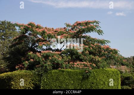 Albizia julibrissin Boubri or Ombrella tree with fluffy pink and white flowers during summer Stock Photo