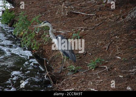 Heron is hunting on fish at an water outlet in a ditch in Zevnhuizen Stock Photo