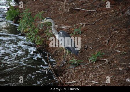 Heron is hunting on fish at an water outlet in a ditch in Zevnhuizen Stock Photo