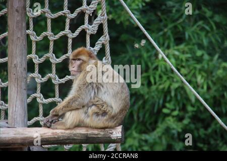 barbary macaque in the Ouwehand Zoo in the Netherlands Stock Photo