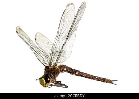 Large dead dragonfly lies on its side with outstretched wings against a white background Stock Photo