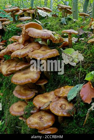 Stacked multi-shot photo of Honey Fungus (Armillaria mellea) growing on a tree stump in Whiteley Woods, Sheffield, UK Stock Photo