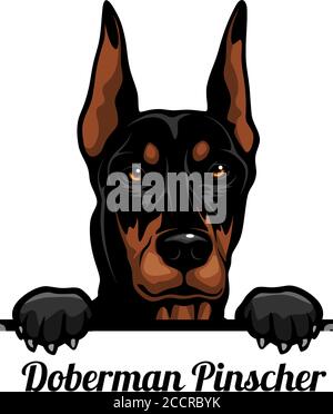 Doberman Pinscher - Color Peeking Dogs - breed face head isolated on white Stock Vector