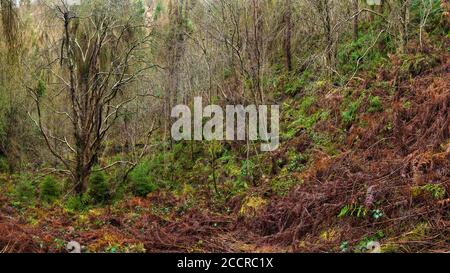 Panoramic shot of dense overgrown saplings and bracken in autumn as Wyming Brook nature reserve, ancient woodland near Sheffield, UK Stock Photo