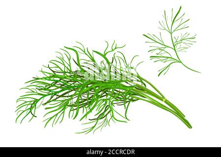 Dill  isolated on white background. Fresh bunch dill spice plant. Green dill weed twig for menu, packaging, cooking book, web, label design. Spicy aro Stock Vector