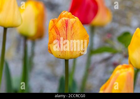 Yellow tulips in springtime, with a shallow depth of field Stock Photo