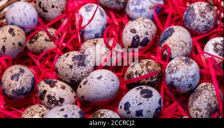 Quail eggs. The Benefits of Quail Egg are great for general health. It is an excellent source of protein, low in saturated fats and rich in a variety Stock Photo