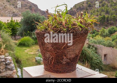 Pot Bound Plant Stock Photo